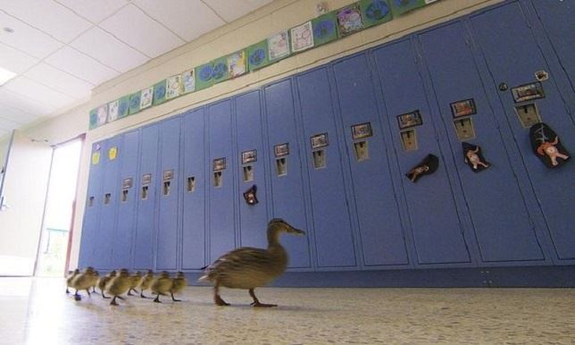La familia de patos en el colegio (ver VIDEO)