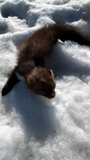 Alerta en Euskadi por el envenenamiento de fauna silvestre en la ZEC de Entzia