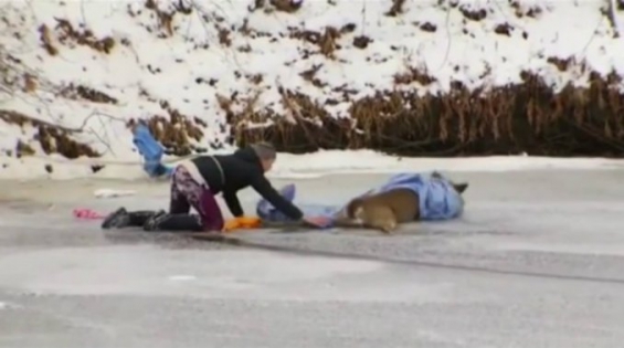 EEUU. Mira el VIDEO del rescate a un ciervo atrapado en el hielo