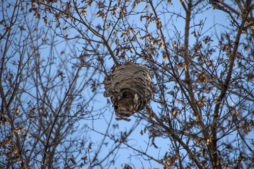 El avispón asiático ‘toma’ la sierra de La Demanda (Burgos)