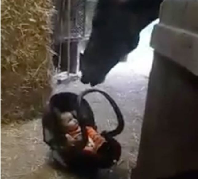 Una yegua cuida de un bebé humano (Mira el VIDEO)