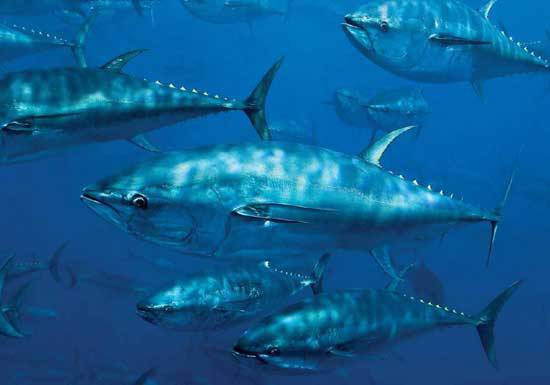 Europa ‘pasa’ de la protección de atunes rojos y cetáceos