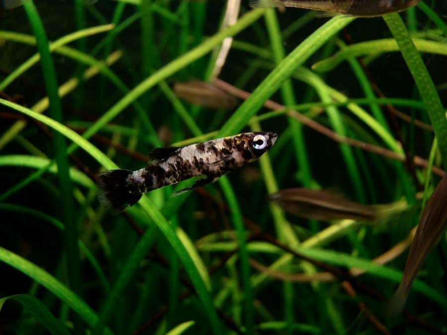 Más de 31 especies de agua dulce se han ‘mudado’ a Galicia en el último siglo
