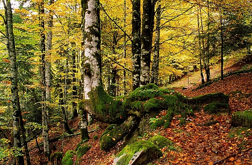 La superficie arbolada en los bosques navarros crece un 24 por ciento