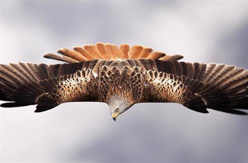 Organizado por SEO/BirdLife en Barcelona