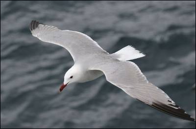 Plan de Acción para reducir las capturas accidentales de aves marinas en artes de pesca