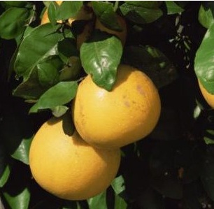 Austrian Airlines emplea zumo de limón para limpiar los inodoros de sus aviones