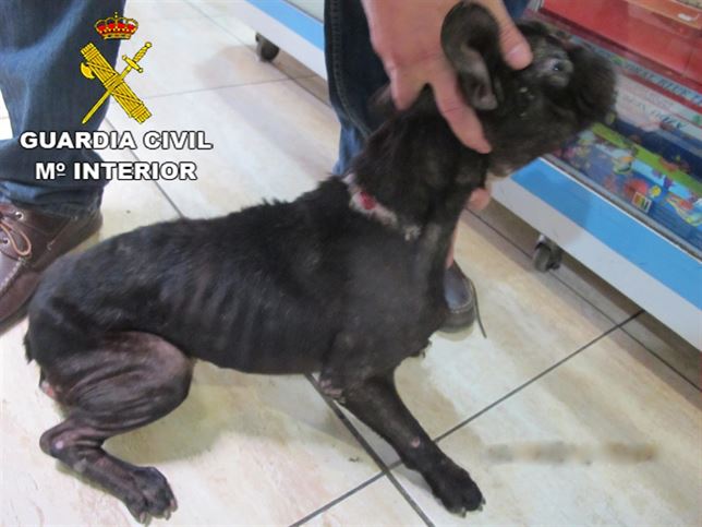 Imputado un energúmeno en Gran Canaria por maltratar y abandonar un bulldog Francés