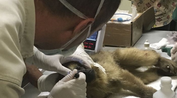 Argentina. Esta mona carayá fue rescatada en Pilar