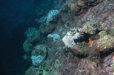 Desarrollan marcadores moleculares útiles para la conservación de corales