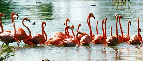 Más de 6.000 parejas reproductoras de aves acuáticas en Huelva