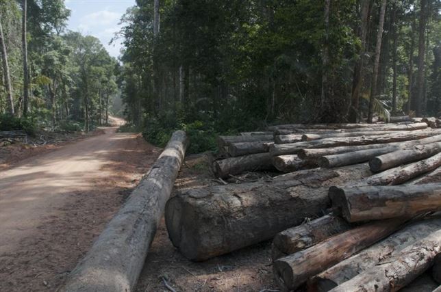 La tala de impacto reducido apoya la diversidad de los bosques