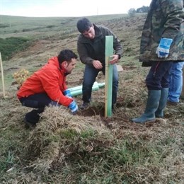 El Senado insta al Gobierno a crear el Consejo Forestal Nacional con el que el sector forestal