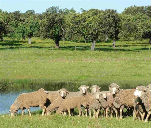 Extremadura y el pastoreo de ovino como prevención contra incendios forestales