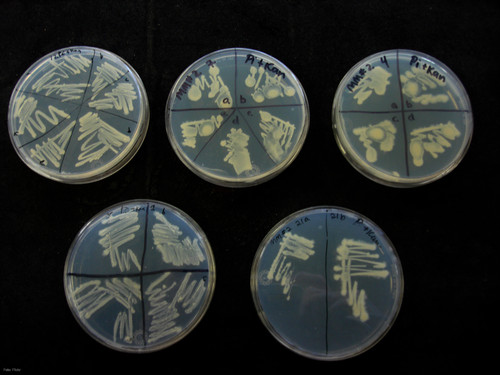 Bacterias contra la contaminación ambiental