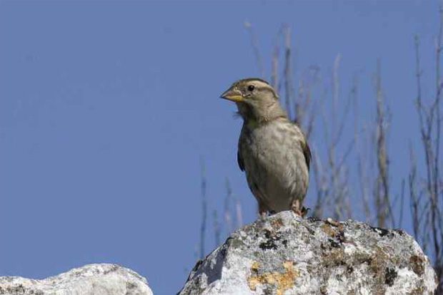 La Defensora del Pueblo admite a trámite la queja contra el Catálogo Canario de Especies Protegidas
