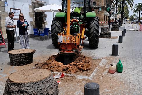 El Puerto de Santa María repone las palmeras en Micaela Aramburu