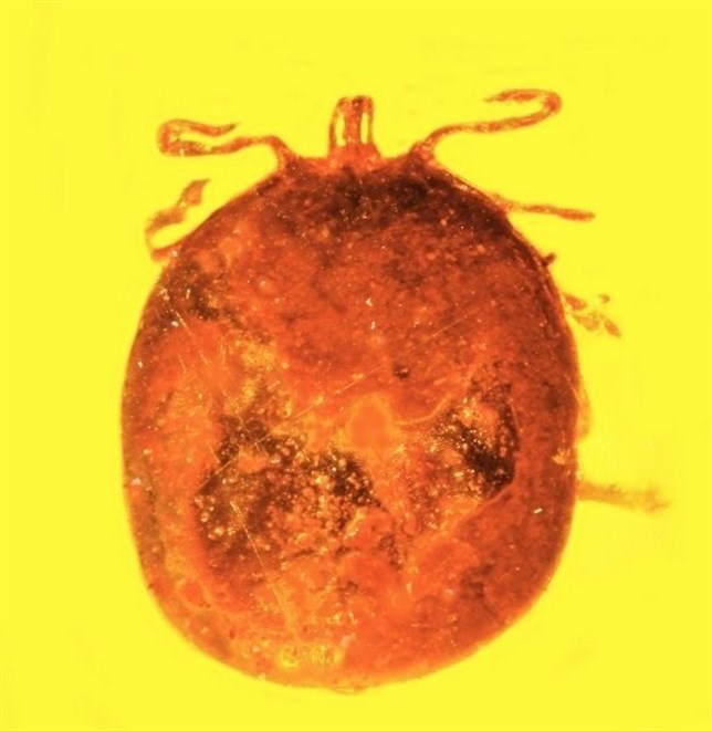 Primeras células rojas de sangre fósiles preservadas en ámbar