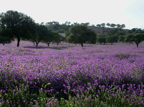 Andalucía apuesta por la gestión sostenible del medio natural