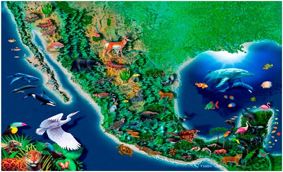 México intenta frenar la pérdida de especies