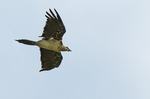 Los dos ejemplares de quebrantahuesos que serán reintroducidos en Picos de Europa ya están en Asturias