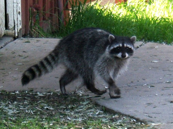 El mapache una especie invasora en Madrid y Guadalajara que propaga enfermedades peligrosas