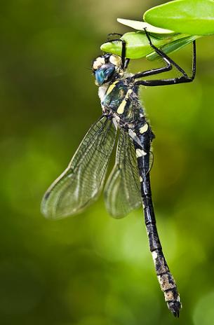 Hallada en el Parque Natural de la Sierra de Cazorla una nueva población de libélula protegida
