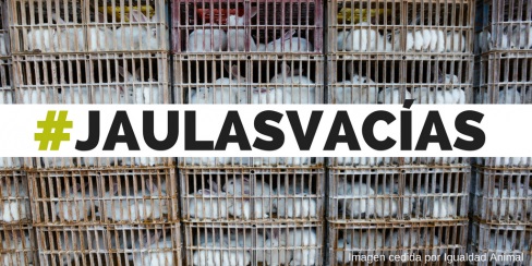 Los conejos de granja podrían mejorar sus condiciones de habitabilidad