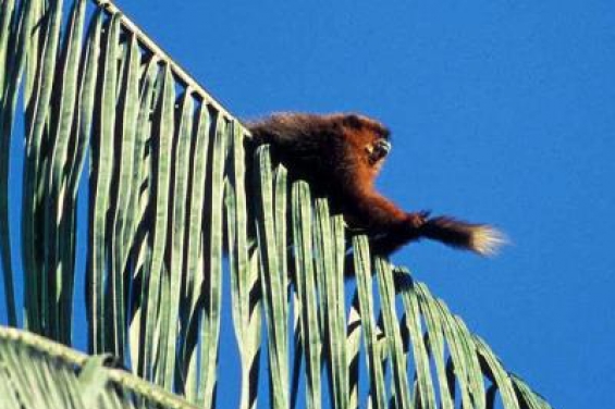 Bolivia. La inagotable biodiversidad del Madidi boliviano revela nuevas especies