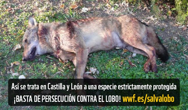 La Junta mata un lobo al sur del Duero
