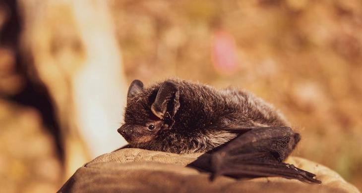 Padeceremos otra zoonosis vírica