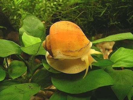 Juicio contra la empresa responsable de la introducción del caracol manzana en el Delta de lEbre