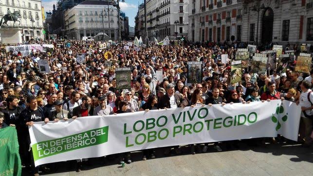 A pie de calle para pedir la protección del lobo ibérico