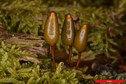 Musgos vascos al borde del abismo