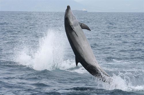 Observadas tres especies de cetáceos y trece de aves marinas en el Golfo de Cádiz