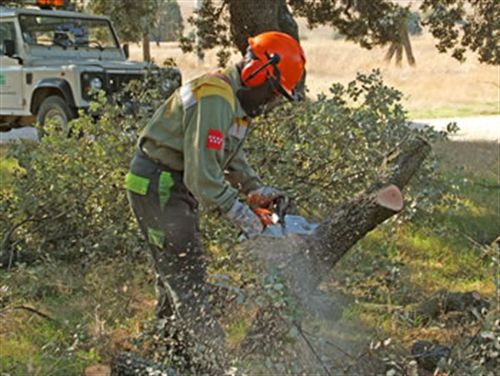 El plazo para la corta