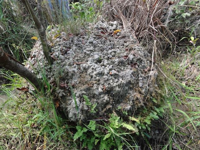 Qué misterio esconden los montículos del Orinoco