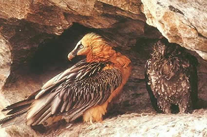La quebrantahuesos nacida hace cuatro meses en la Sierra de Cazorla levanta el vuelo