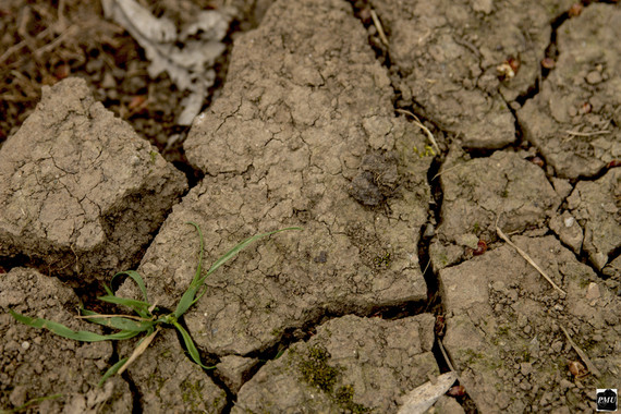 Qué sabes de la lombriz mediterránea