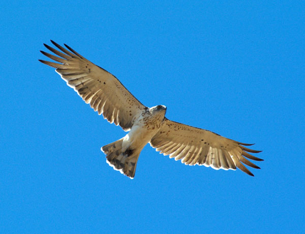 Se localiza por primera vez un dormidero comunal de águila culebrera en el Estrecho de Gibraltar