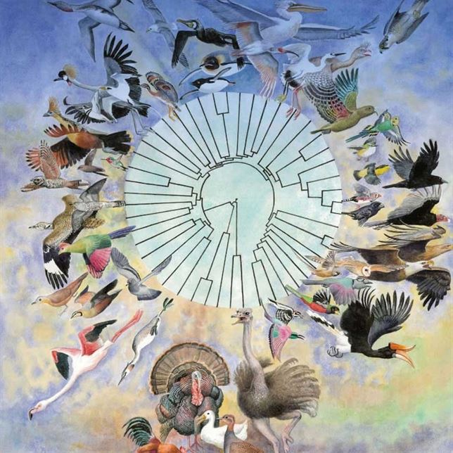 Un exhaustivo estudio de 48 especies descifra el árbol filogenético de las aves