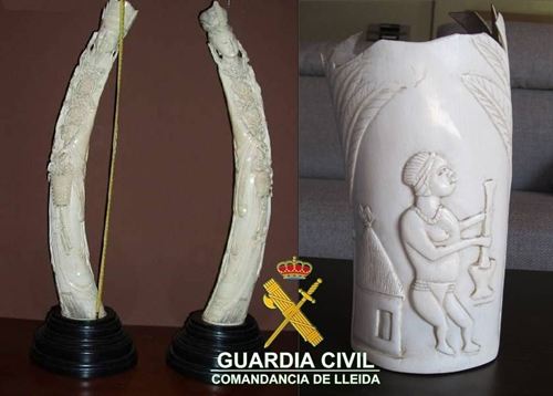 Una innovadora técnica forense ayuda a rastrear el marfil ilegal