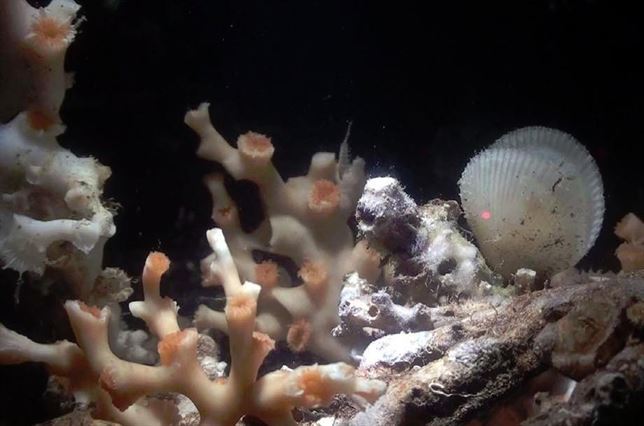 Los corales ya se están adaptando al cambio climático