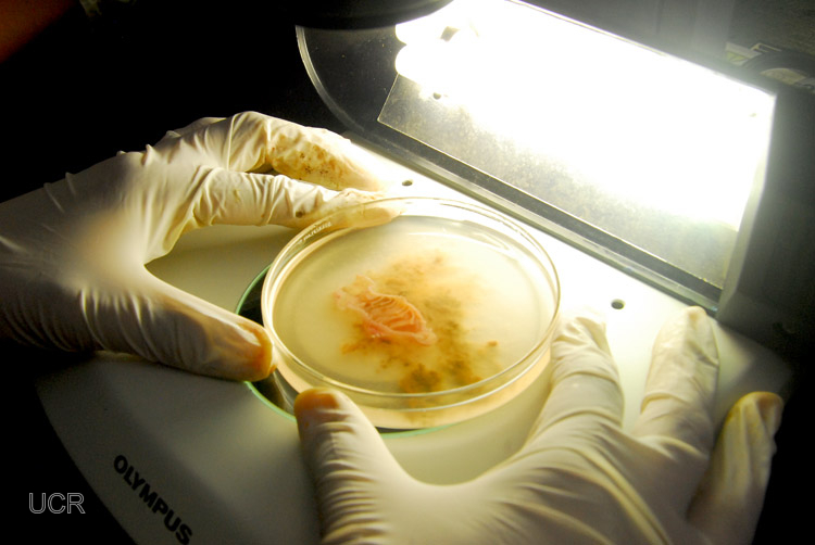 Las universidades de Costa Rica y Kansas indagan en el desconocido mundo de los parásitos en tiburones y rayas