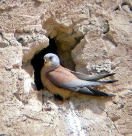 La población de cernícalo primilla disminuye un 50% durante 2016 en Andalucía