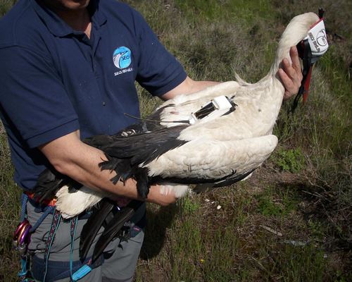 Cuántos voluntarios colaboraron en 2015 con SEO/BirdLife