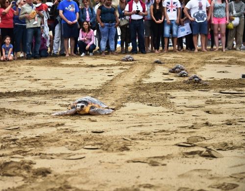 La playa de Las Teresitas acoge este jueves una liberación de tortugas marinas