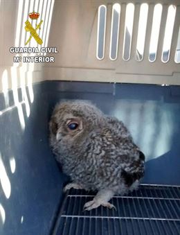 La Benemérita recupera dos aves rapaces protegidas en El Casar y Torrejón del Rey