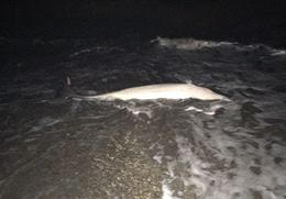 Delfín muerto en una playa de Almería