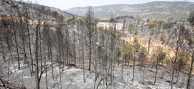 El Constitucional niega a la Junta de castilla y León la competencia para recalificar montes incendiados